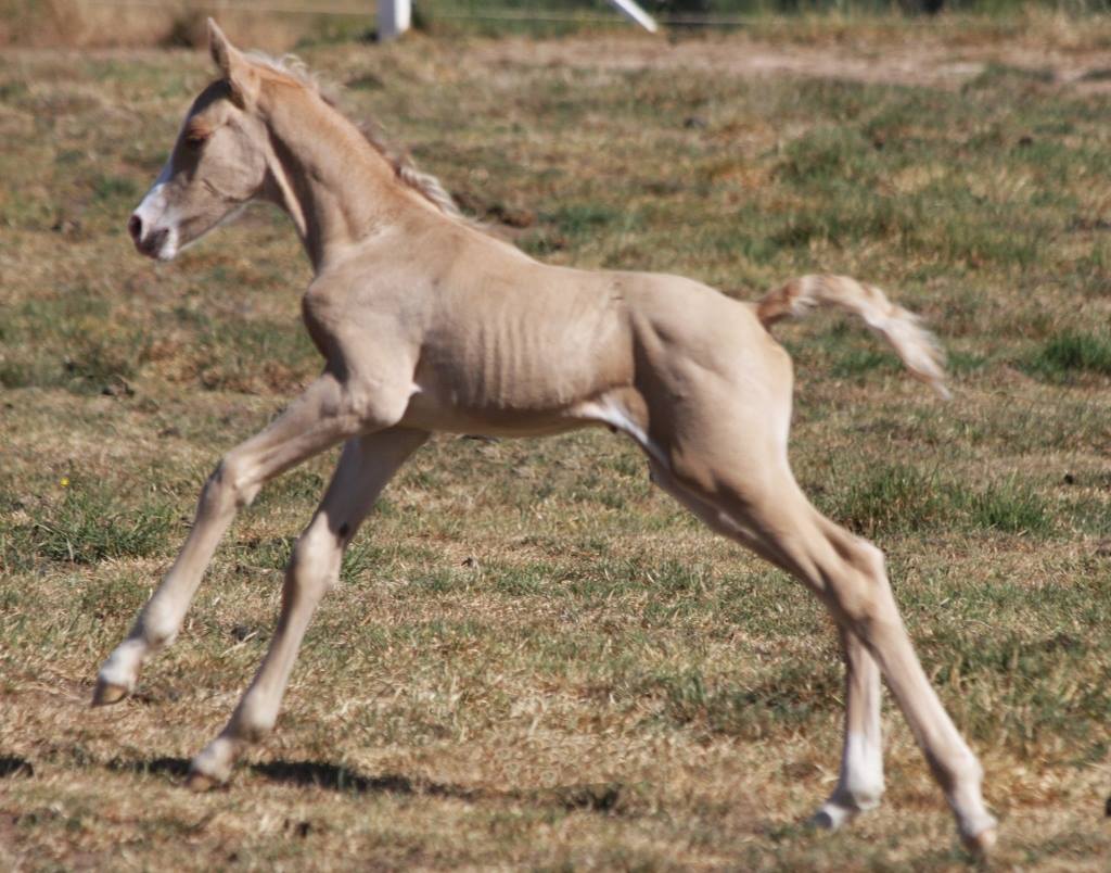 palomino colt warmblood foal.jpg